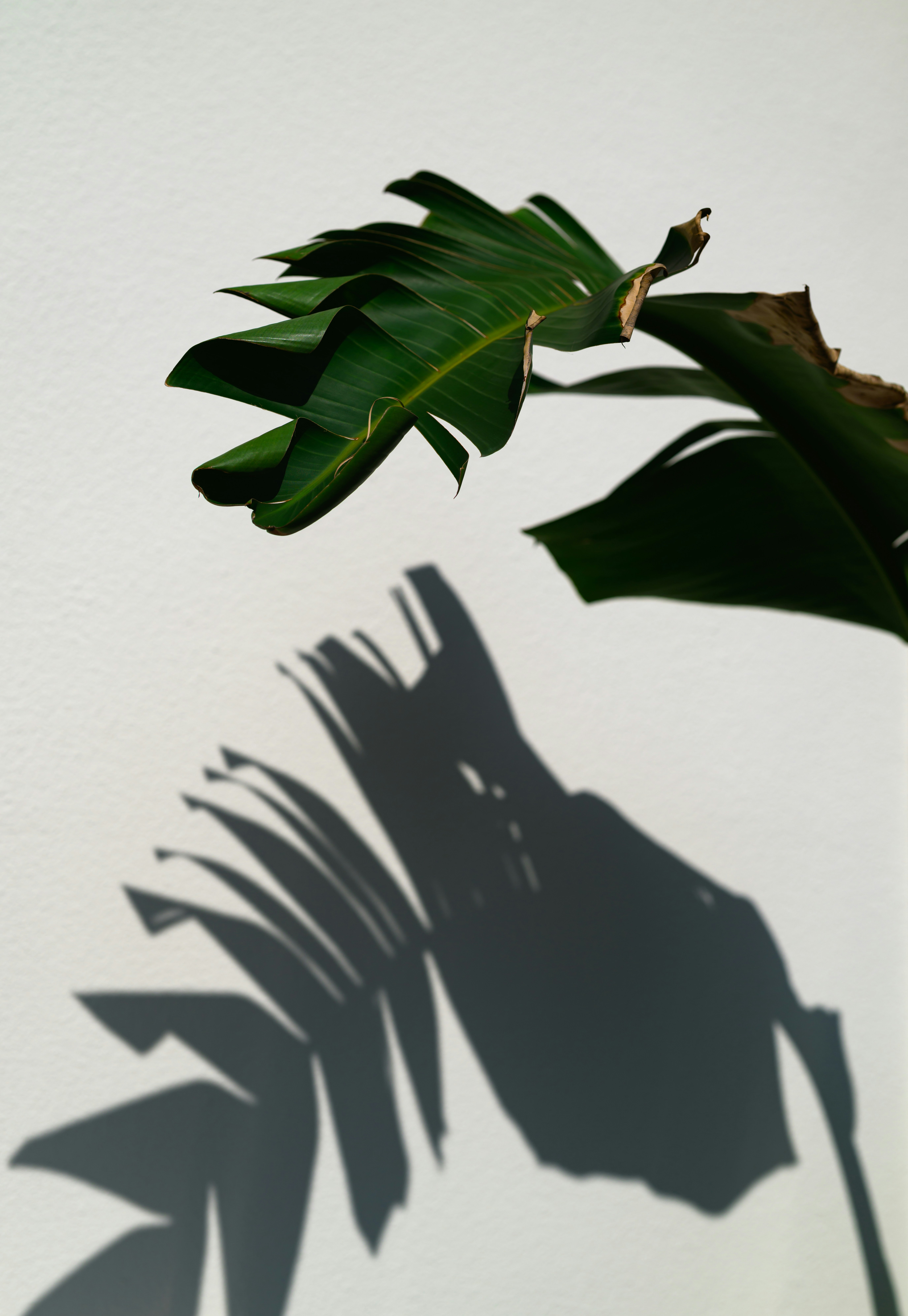 Palm shadow on stone